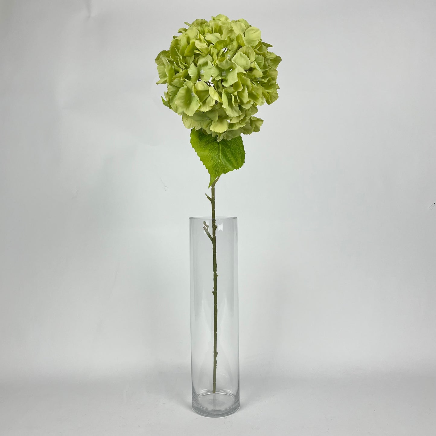 Hydrangea 0108-AA002