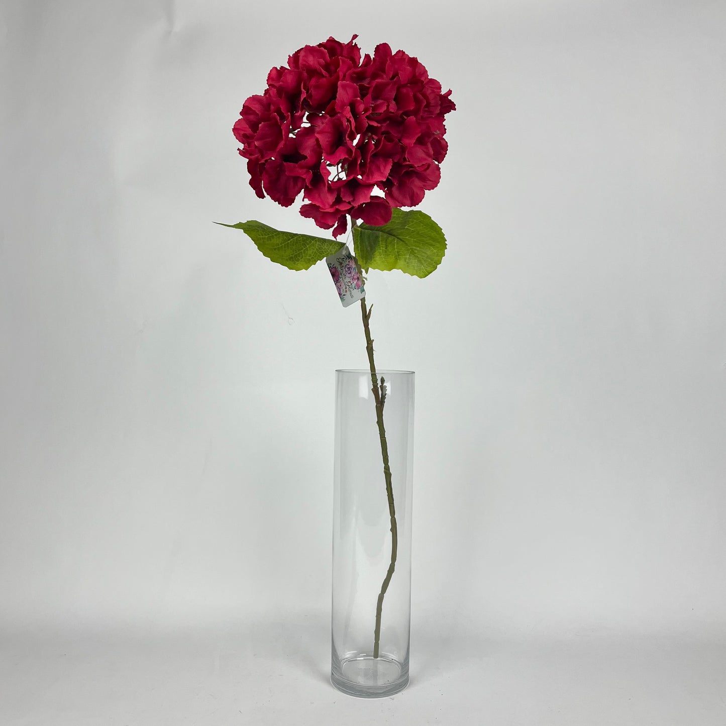 Hydrangea 0108-AA002