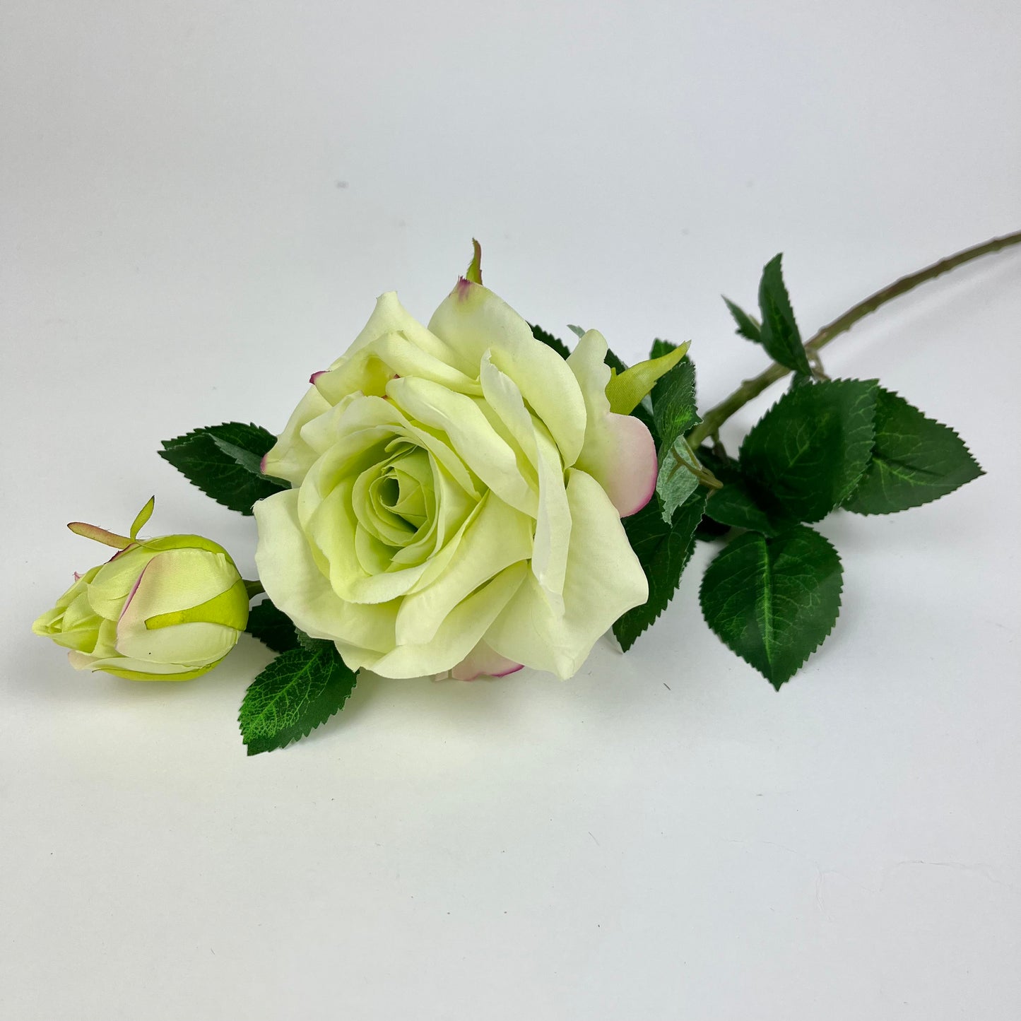 21002 rose