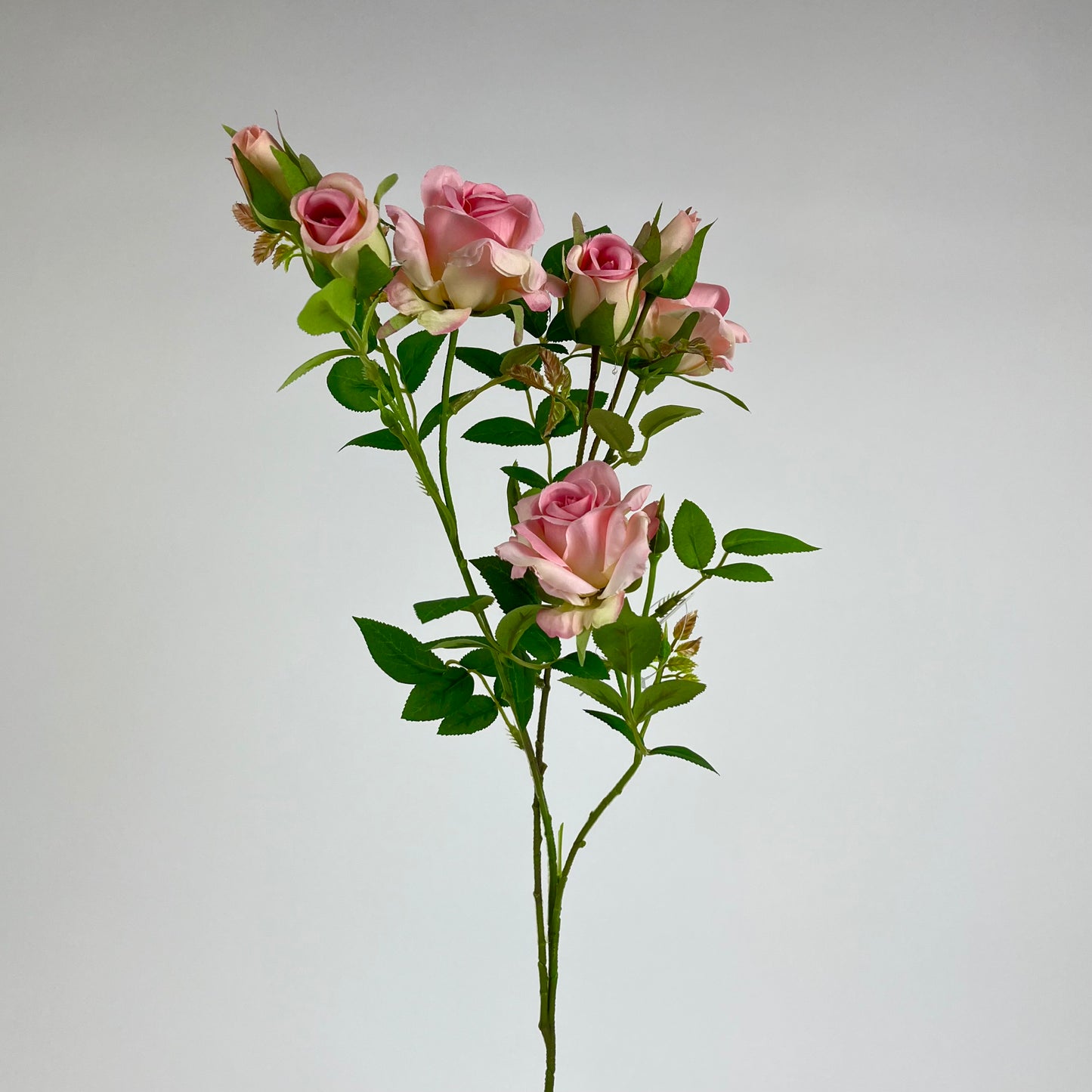 HDYW1389 rose