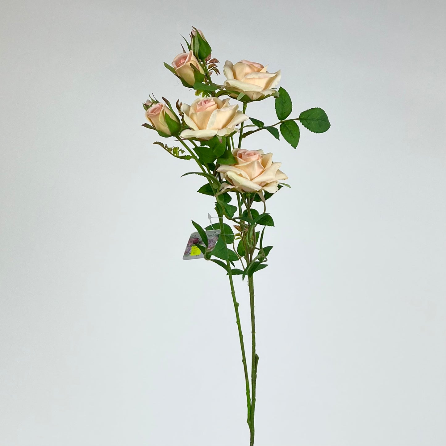 HDYW1389 rose