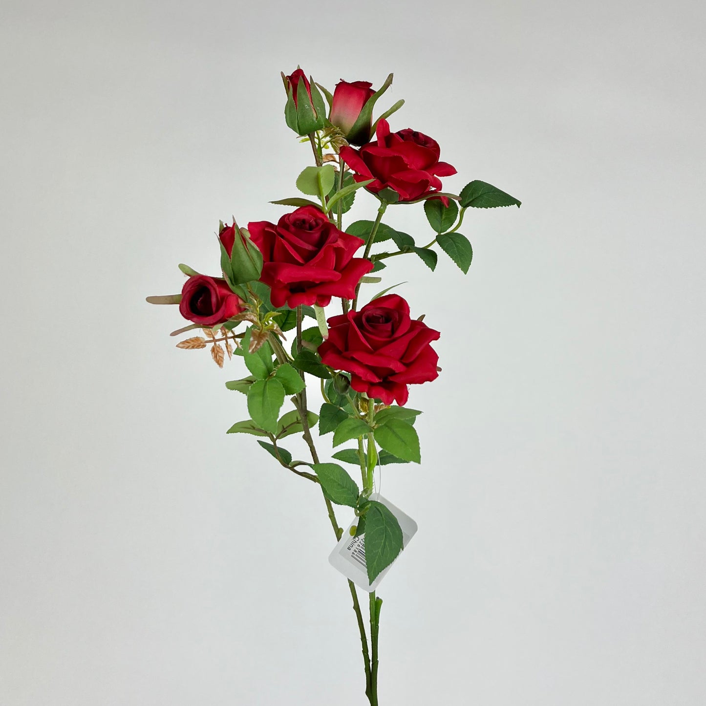 HDYW1389 rose