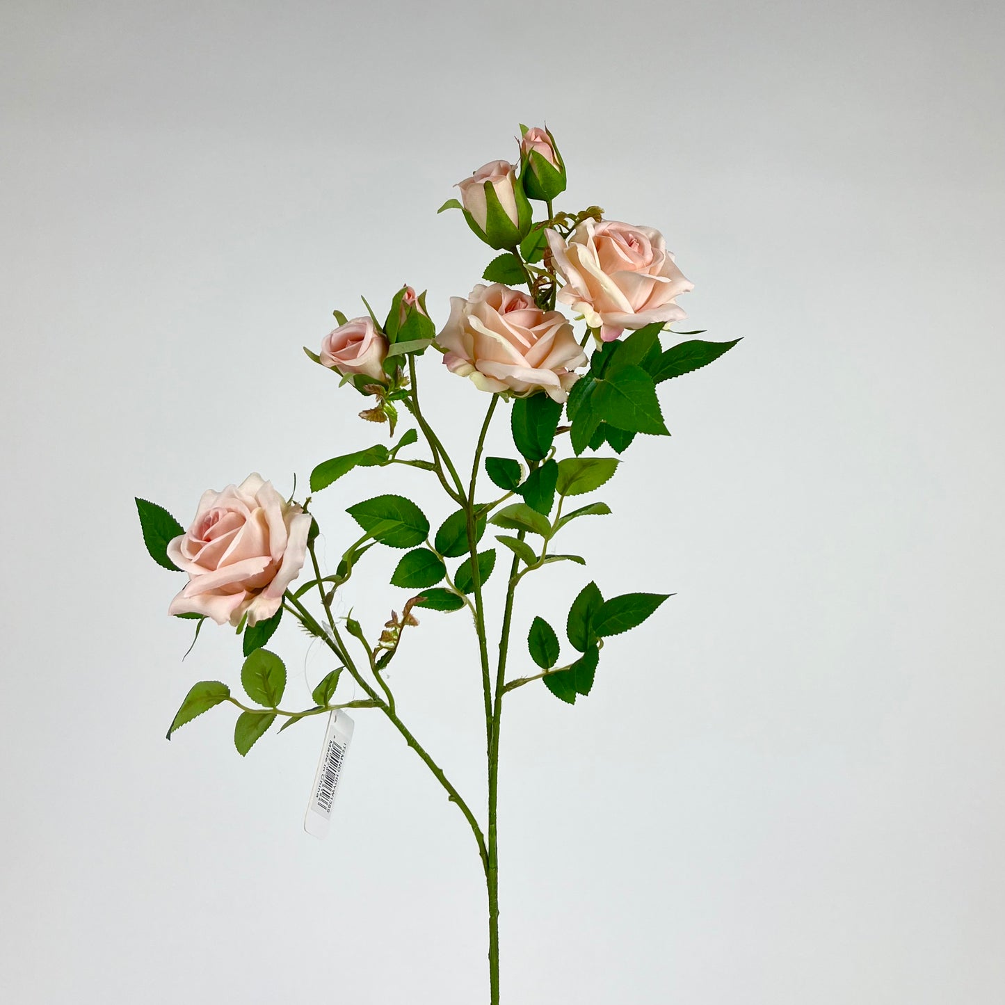 HDYW1389 rose