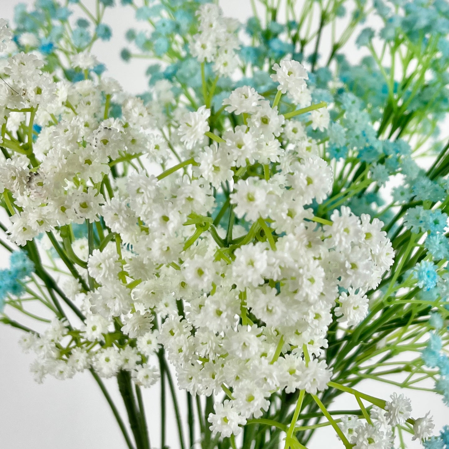 20011 babysbreath